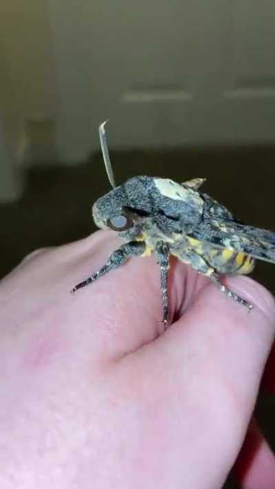 Video shows a Death’s-head Hawkmoth (Acherontia atropos) squeaking. The only moths to do so.