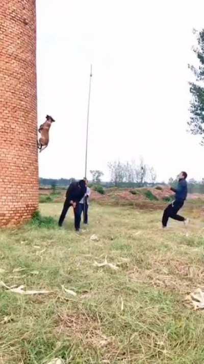 This dog completing the highest jump ever to catch a ball.