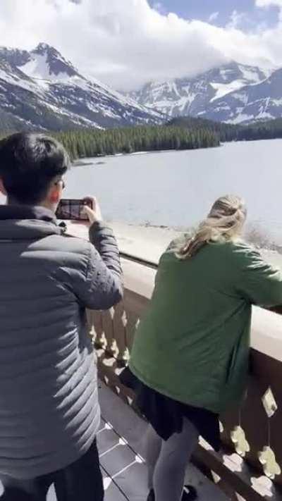 Moose vs Grizzly at Many Glacier