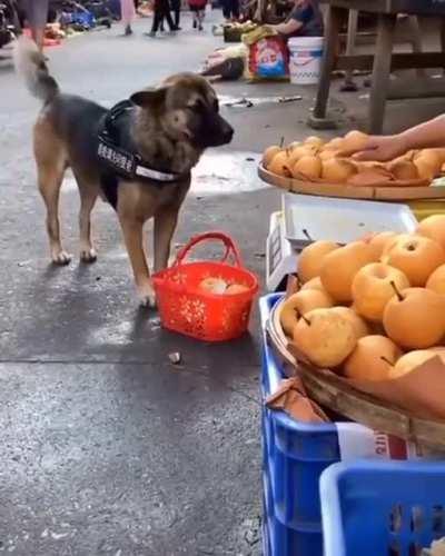 Service doggo makes a trip to the local market 🍎