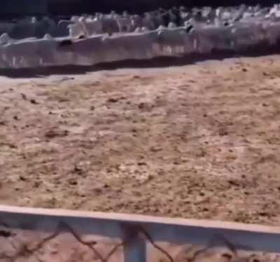 Mongolian farmer discovers hundreds of his sheep have been walking in a circle continuously for 12 Days