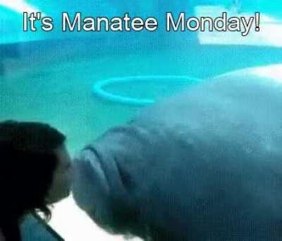 Happy Manatee Monday!