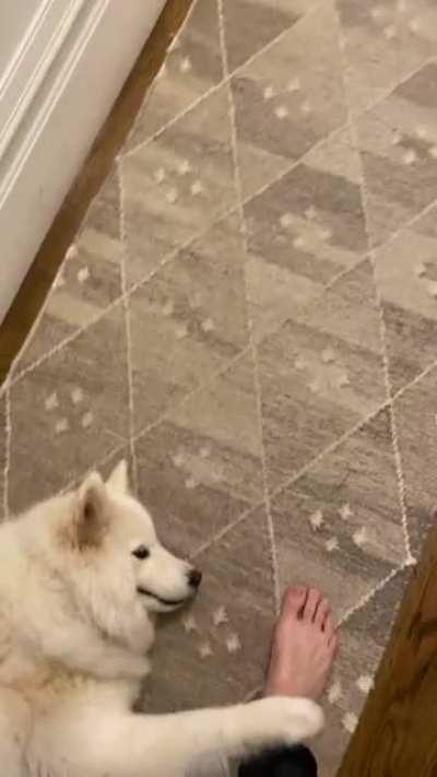 My fluffball blocks the entire hallway and tries to trip people that walk by