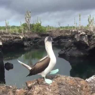 A wild booby.