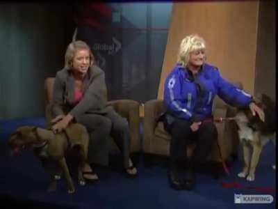 Adopt-a-pet news segment goes off the rails