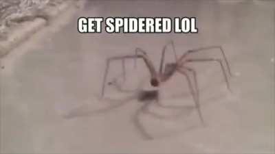 get spidered lol but...