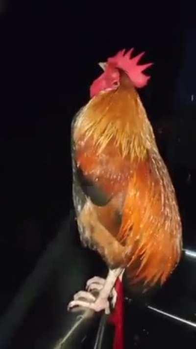 This chicken believes he is him.