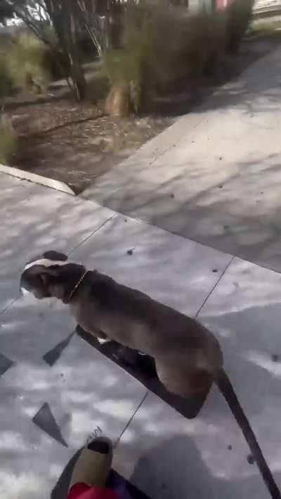 Pitbull rides a OneWheel