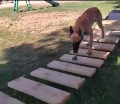 A dog with skills