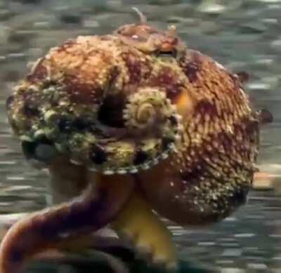 🔥 Cephalopod walks on the ocean floor