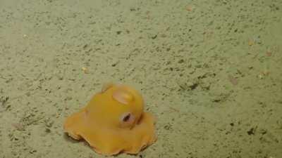 The Dumbo Octopus, the deepest living octopuses known, with some specimens captured or observed in hadal depths.