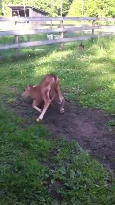 This pig and cow playing together