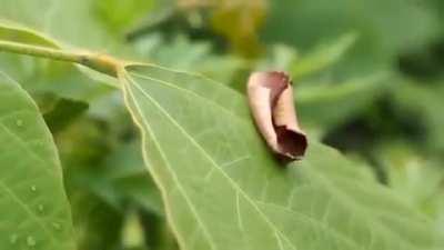 🔥 This moth has evolved a spectacular optical illusion to avoid predation 🔥