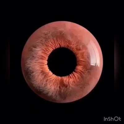 This is how a human eye adjust itself's to make us see better. Video captured by microscope