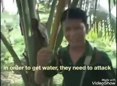 Reporter embedded with Philippine Government Militias fighting Moro Islamic Liberation Front rebels. North Cotabato Province, Mindanao [with subtitles]