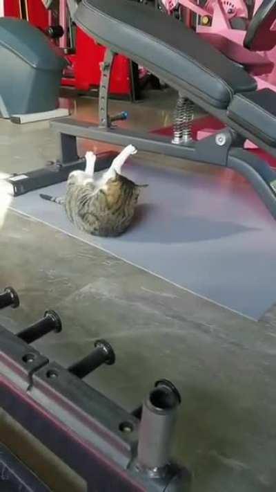 No pain, no gain (cat edition)