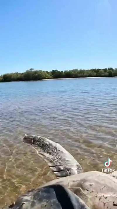 The way the turtle’s legs started moving when it got closer to the water 