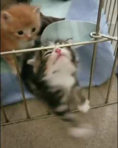 Cute kitten trying to “escape”