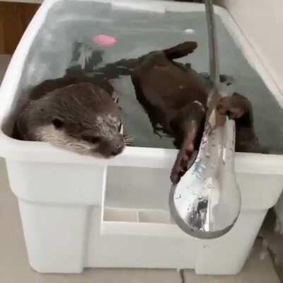 Otters take a bath 🛀