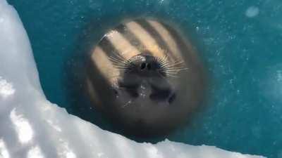 Round boi