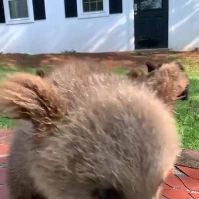 Slow motion Bear cubs 😍