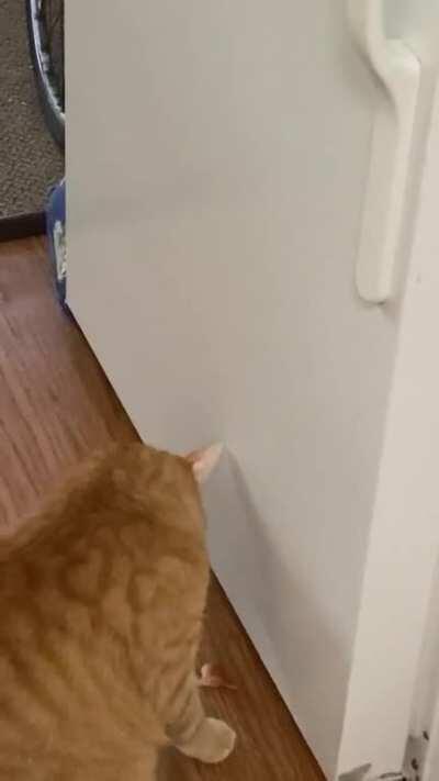 He likes to knock the cat butt magnets off of the fridge whenever I’m in the kitchen. I thought they were placed high enough &amp;amp; were safe. I was wrong.