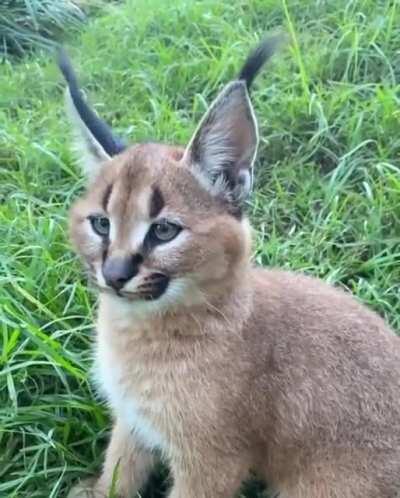 🔥 Caracal ear wiggle