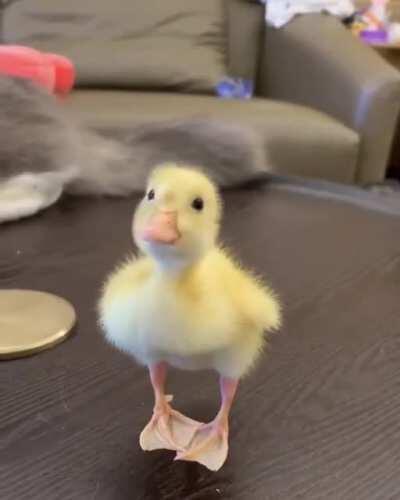 Baby duckling 🥰