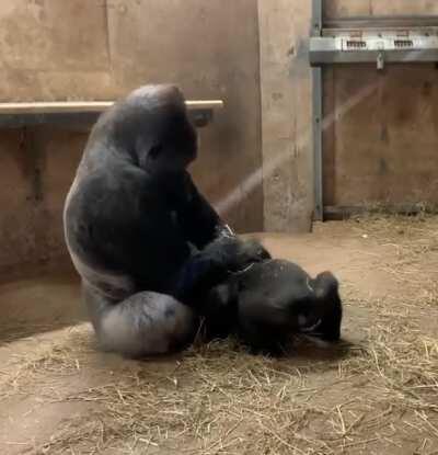 A toddler doing his best to entice papa to move from his seat