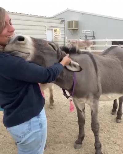 Donkey enjoys an ear rub