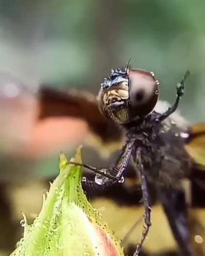 Dragonfly wiping away drops of rain