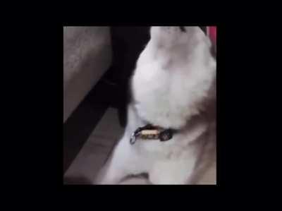 Husky screech