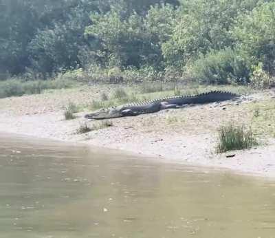 Saltwater crocodile sliding