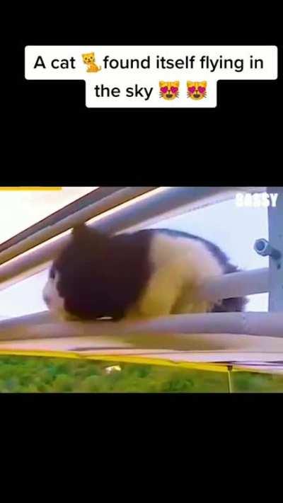 This cat got an unexpected ride on a glider.