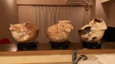 Three bowls of cats