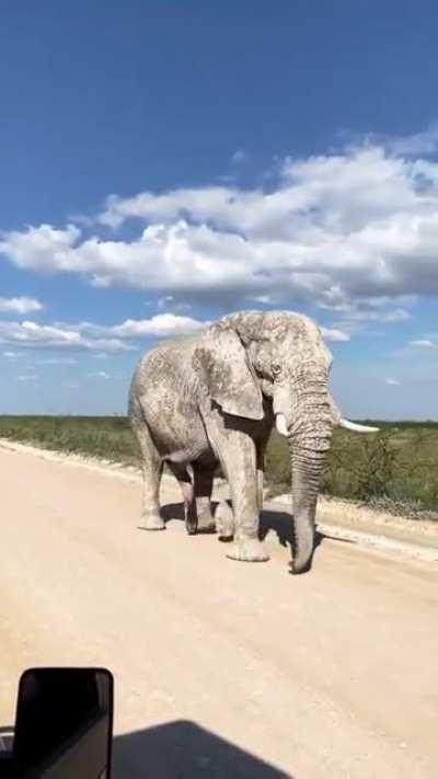 🔥 White Ghost Elephants of Namibia 🔥