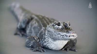 The Chinese alligator is one of the rarest crocodilians in the world with about 300 wild individuals left. Much smaller than its American cousin, full grown adults weigh less than 100 lbs. Historically called the 