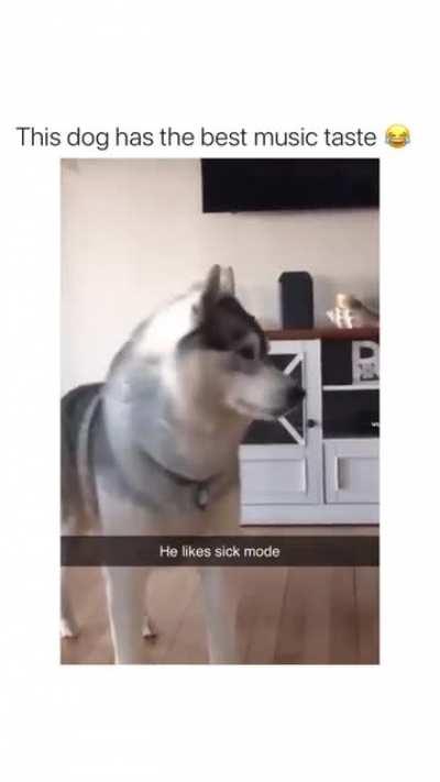 Dog going sicko mode 😂