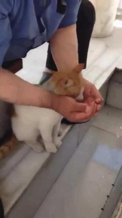 Very kind man goes out of his way to helps thirsty stray cat drink water from fountain