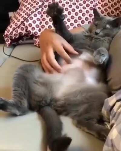 Belly Biscuits