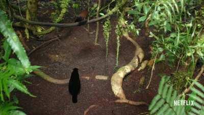 This is the Parotia Bird, it has one of the most complex and spectacular courtship dances in nature.