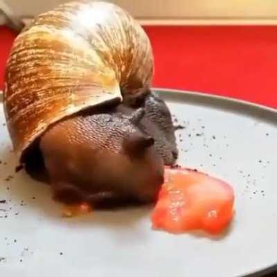 Timelapse of a snail eating a tomato.