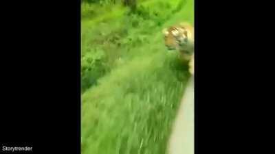 🔥 Tiger chasing after bike