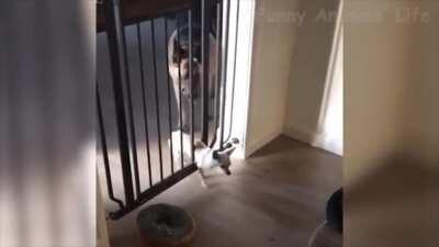 To walk through the gate