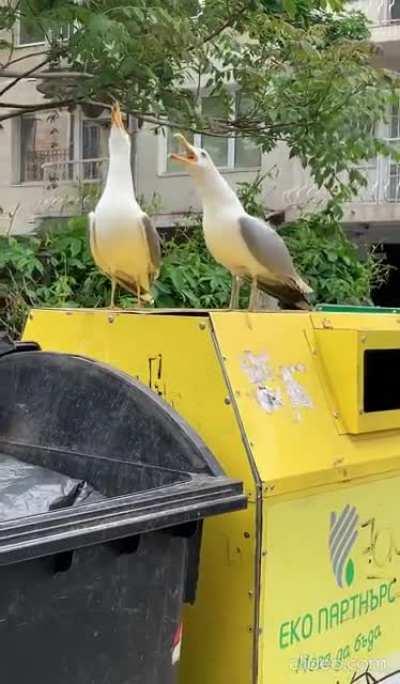 Two seagulls on the top of the dumpster 'laughing'. Never seen it before.