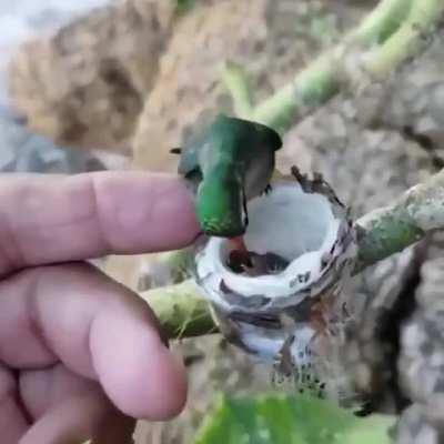 A tiny Humming Bird with its even smaller babies.