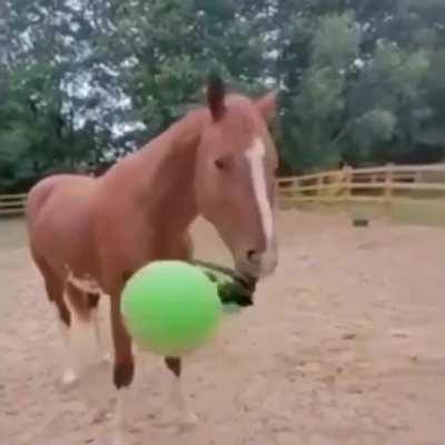 Horse playing with a ball