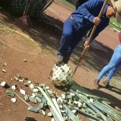 Coa de jima (hoe for harvesting). Used to harvest agave for the production of genuine tequila.