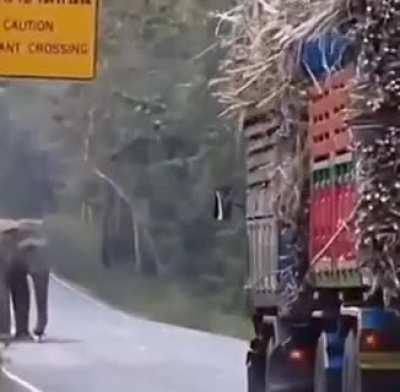 In Cambodia and Thailand, elephants have developed the ability to take advantage of their right of way by stopping sugar cane trucks in order to snatch a quick snack