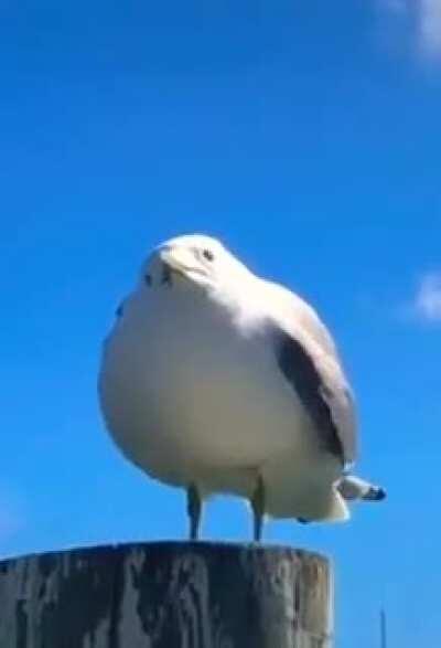 he S Q U A W K